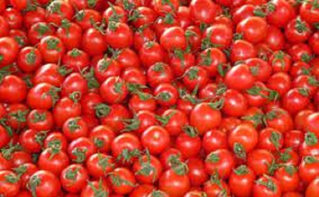 اصناف الطماطم المسجلة